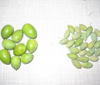 paicusa, pisak, fistonic, navodnjavanje, masline, zaljevanje, padaline