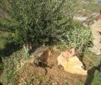 udruga paicusa, pisak, omiš, paićuša, masline, maslinici, akcije