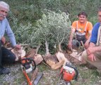 udruga paicusa, pisak, omiš, paićuša, masline, maslinici, akcije